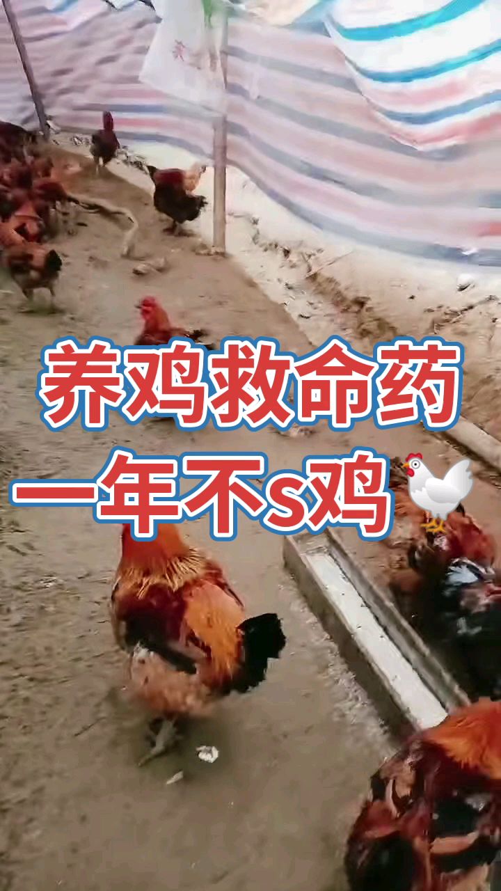 养鸡救命药,一年不死鸡