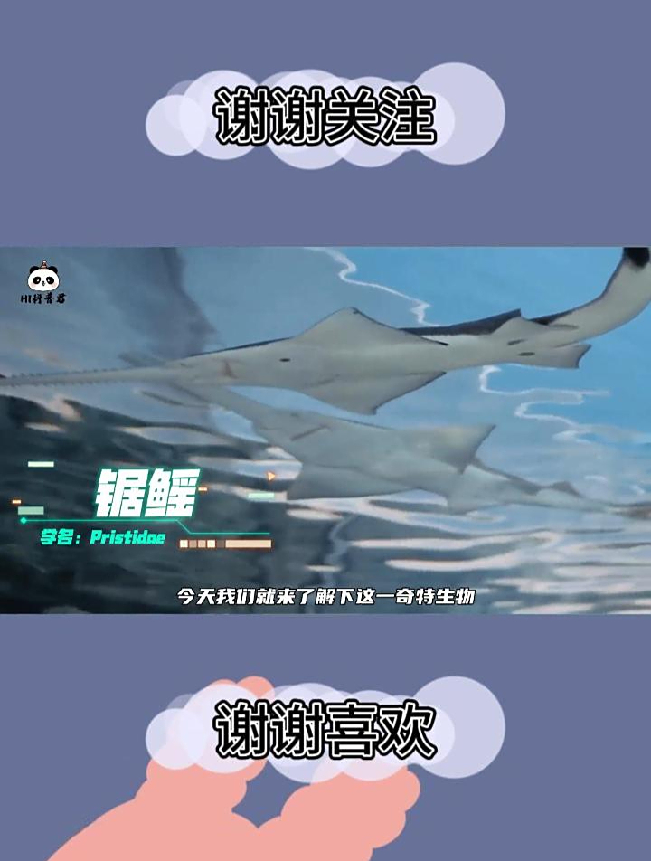 锯鳐头顶长把“大锯子”,自带雷达,这把锯子有何作用?