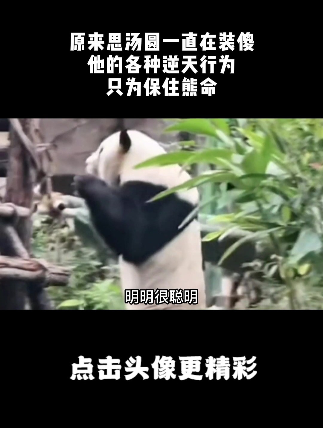 原来思汤圆一直在装傻,他的各种逆天行为,只为保住熊命