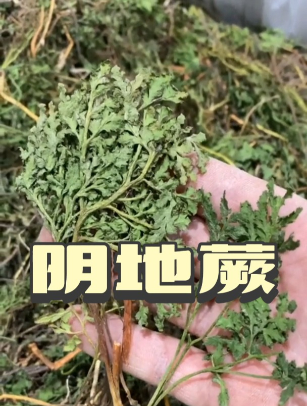 阴地蕨的用途和功效,欢迎家人们了解