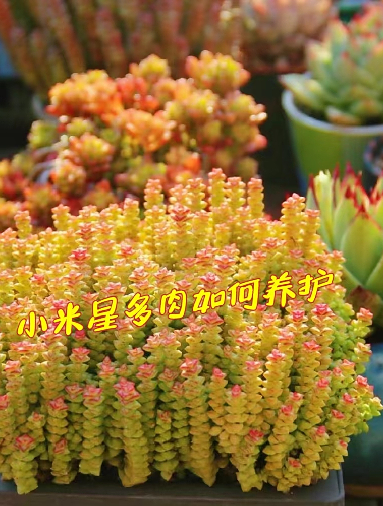 小米星多肉如何养护