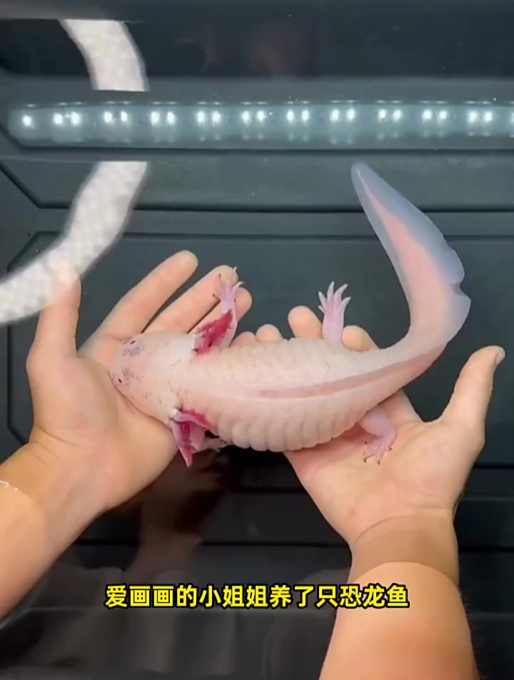 爱画画的小姐姐养了只恐龙鱼,每天给它设计不同的造型
