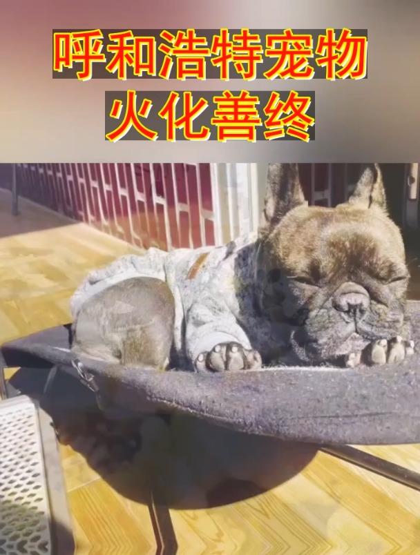 呼和浩特宠物火化殡葬善后猫咪狗狗火葬殡仪善后善终服务
