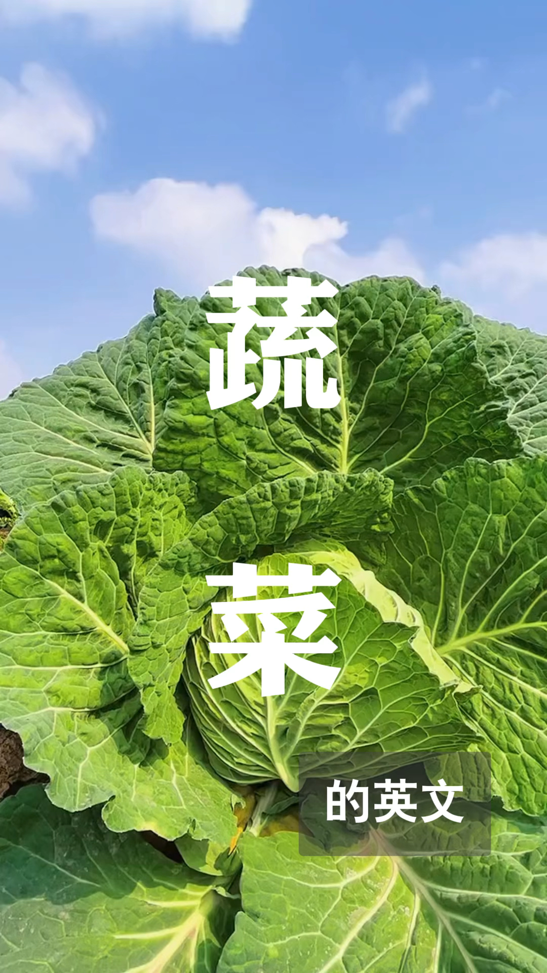 今日英语词单:蔬菜,快来跟读吧