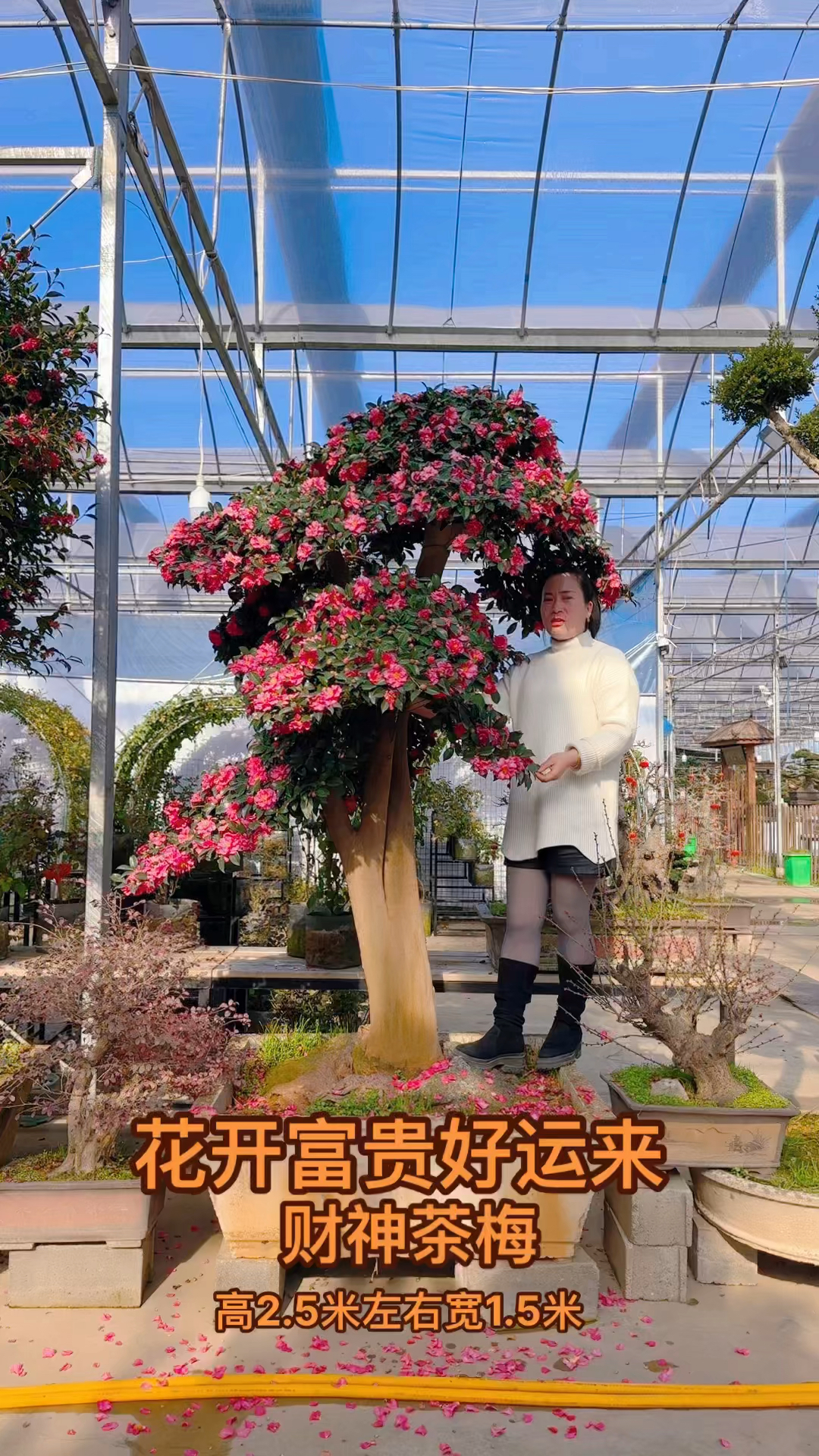 花开富贵财神茶花盆景,庭院别墅门口摆放非常漂亮,喜欢的关注我吧