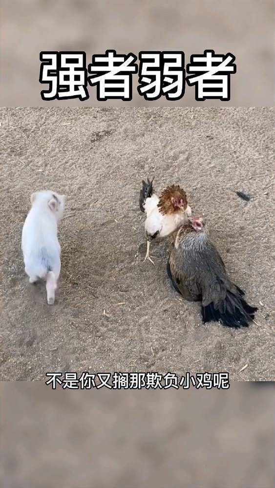 什么是强者?强弱怎么区分?看完这个视频你就知道!