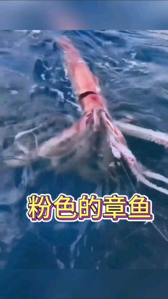 第一次遇见粉色的章鱼