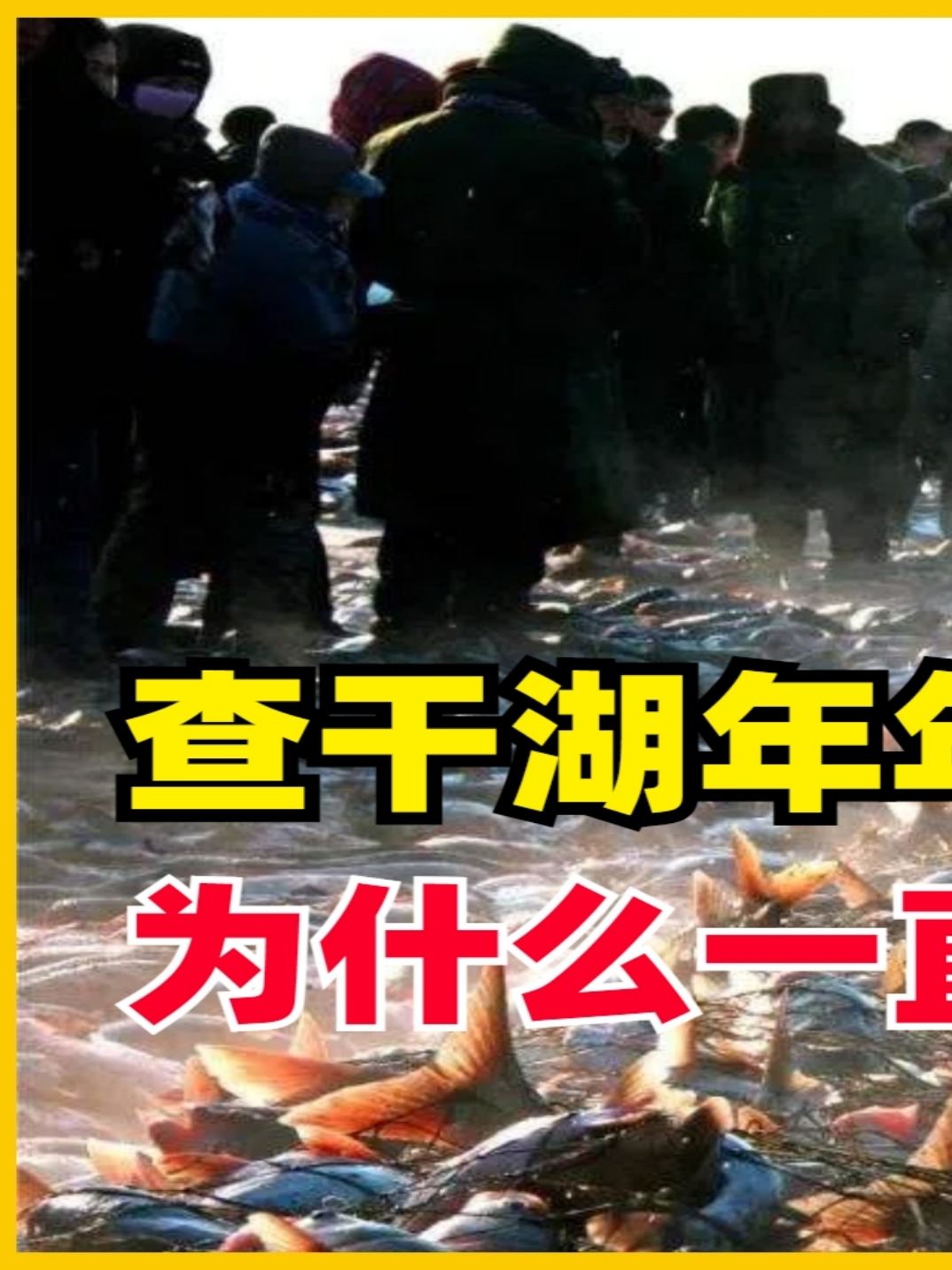 一条鱼卖299万?查干湖年年冬捕300万斤鱼,为什么一直捞不完?