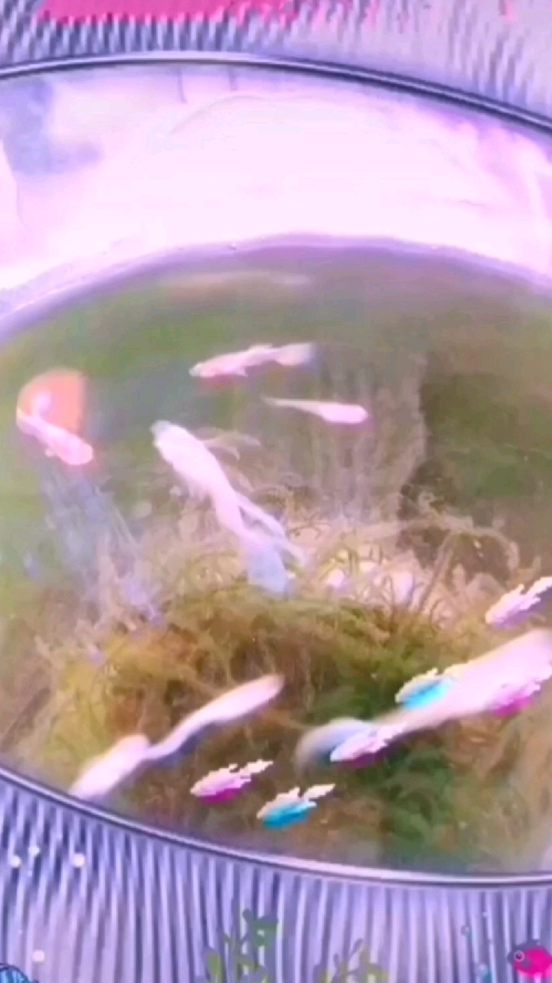 孔雀鱼知识分享