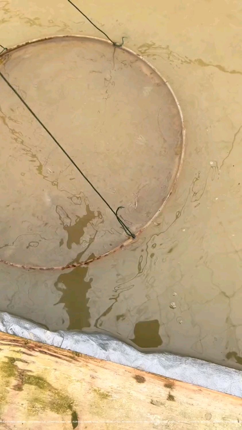 @A虾虾 对虾什么时候脱壳?脱壳的周期是多少? #南美白对虾 #对虾养殖 #虾姐水产养殖