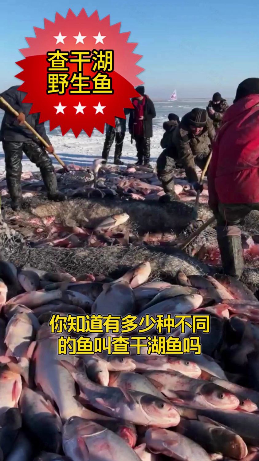 挑战你的味蕾,尝一下查干湖的胖头鱼,东北野生冬捕查干湖胖头鱼!