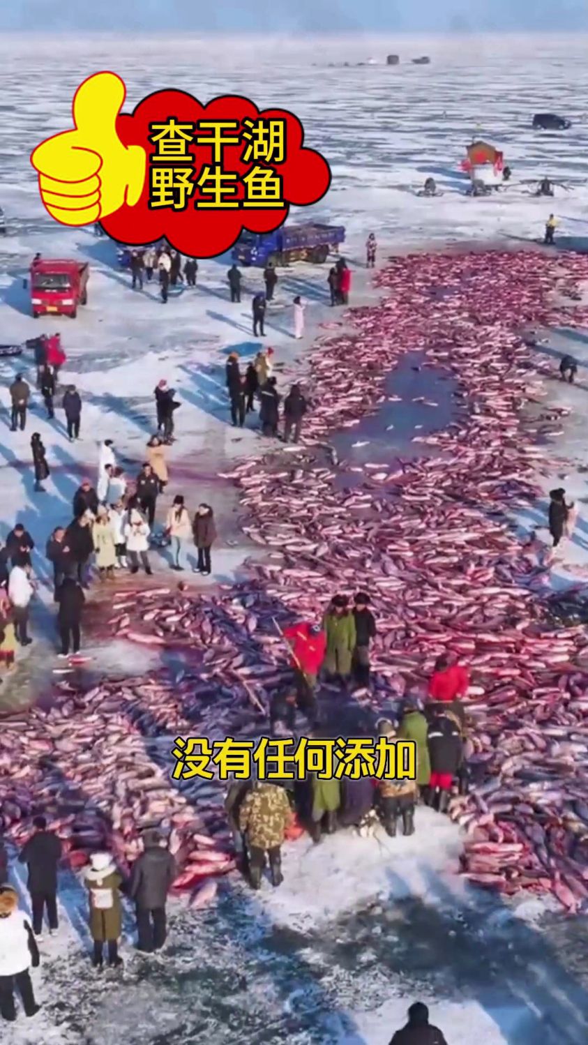 一湖清水,一尾好鱼,尝一下东北特产查干湖冬捕野生胖头鱼!
