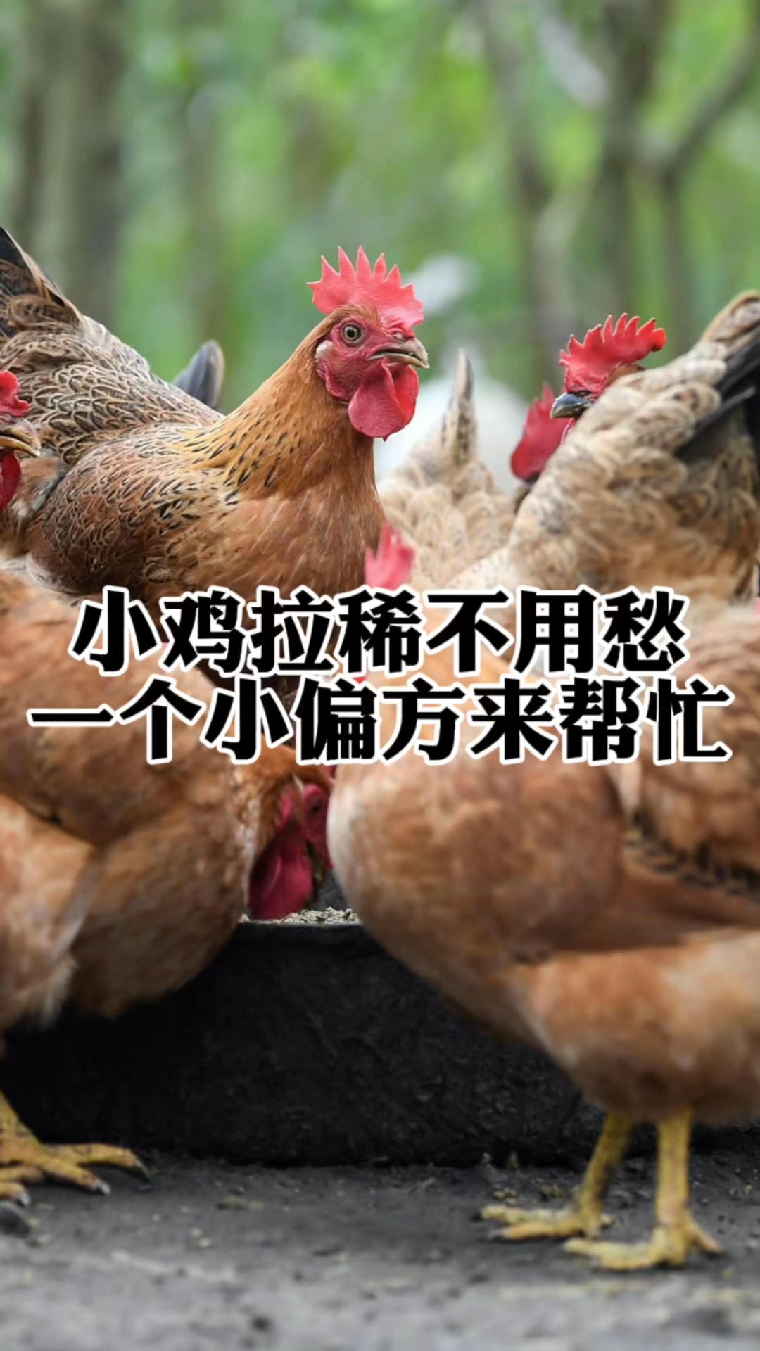小鸡拉稀不用愁,一个小偏方来帮忙