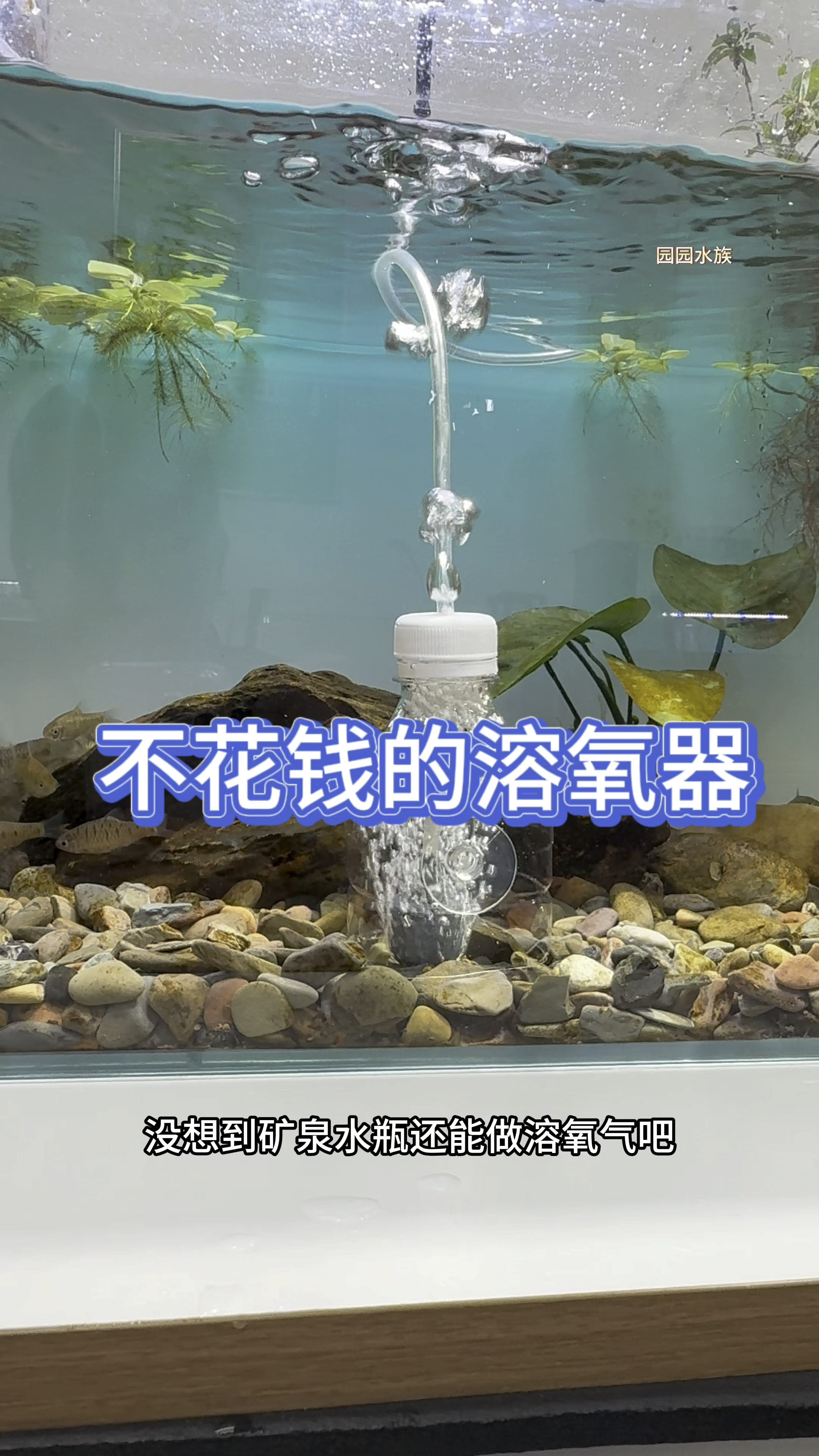 鱼缸里加上这个溶氧器,水花不会炸裂到处都是。#观赏鱼 #水族 #养鱼养心
