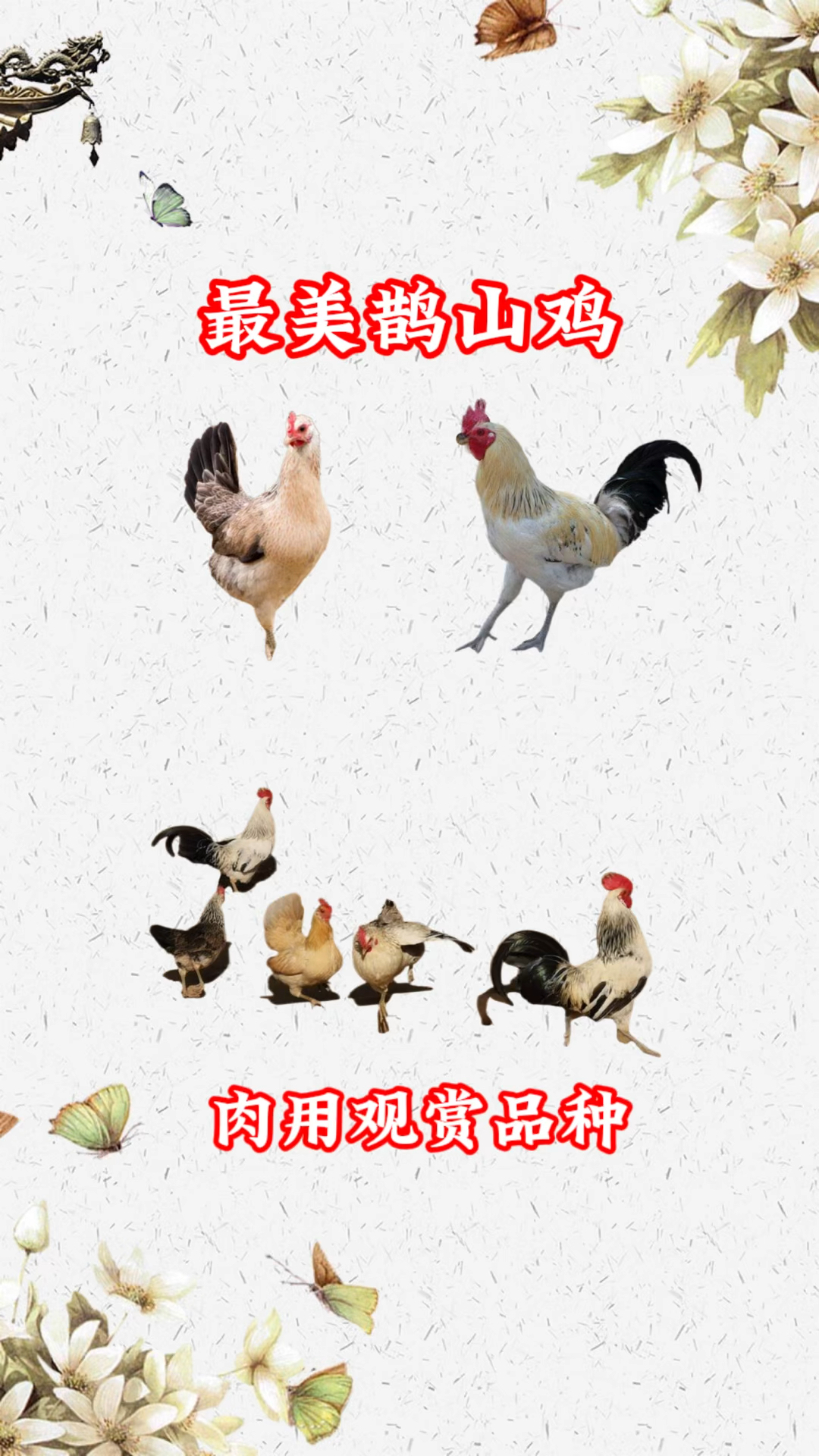 最美鹊山鸡肉用观赏品种鸡