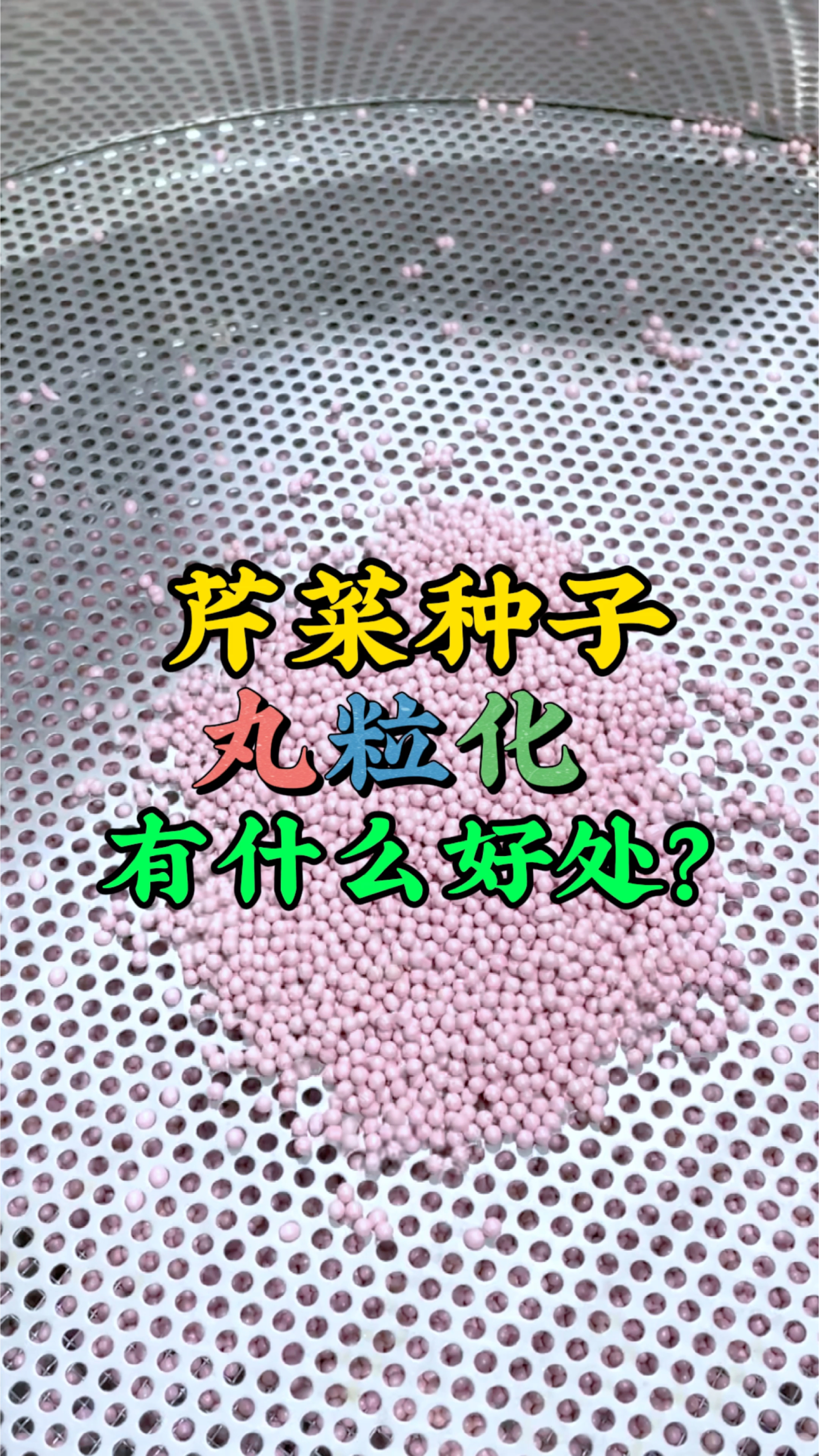 #现代化农业机械 #种子丸粒化 一个视频带你了解芹菜种子丸粒化,有什么好处?