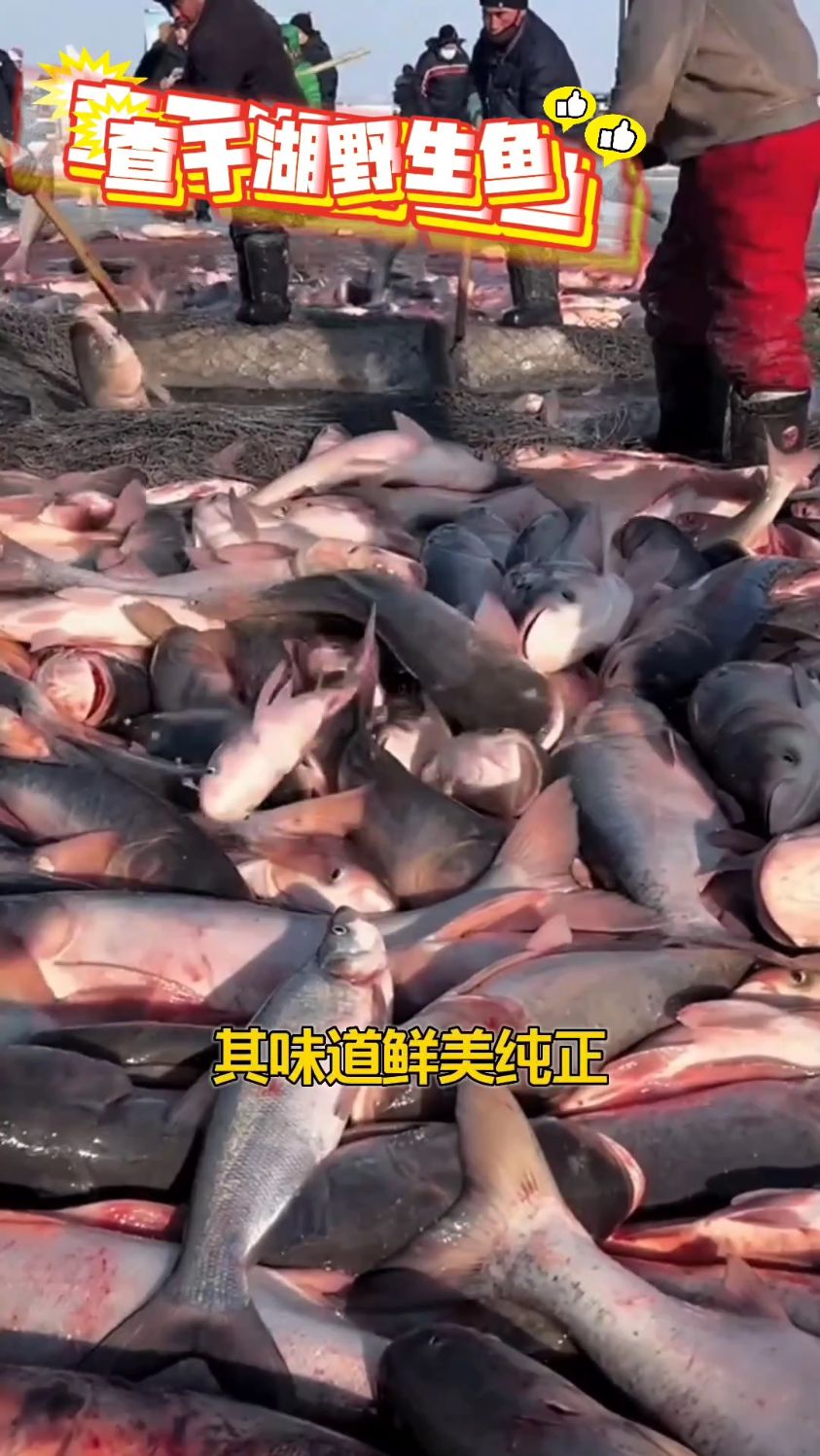 跳动的鲜味,查干湖的馈赠,东北特产查干湖冬捕野生胖头鱼