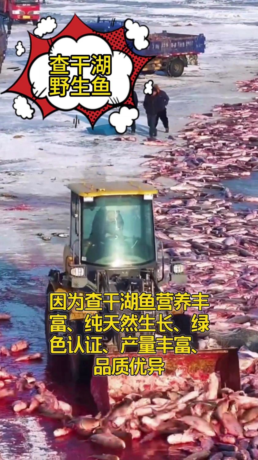 东北的宝藏,查干湖冬捕胖头鱼,让味蕾起舞,品味查干湖魅力!