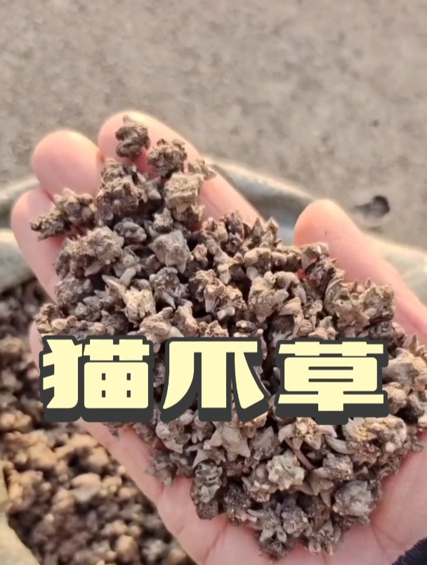 猫爪草的作用和功效,欢迎家人们了解