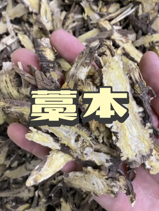 藁本的作用和功效,欢迎家人们了解
