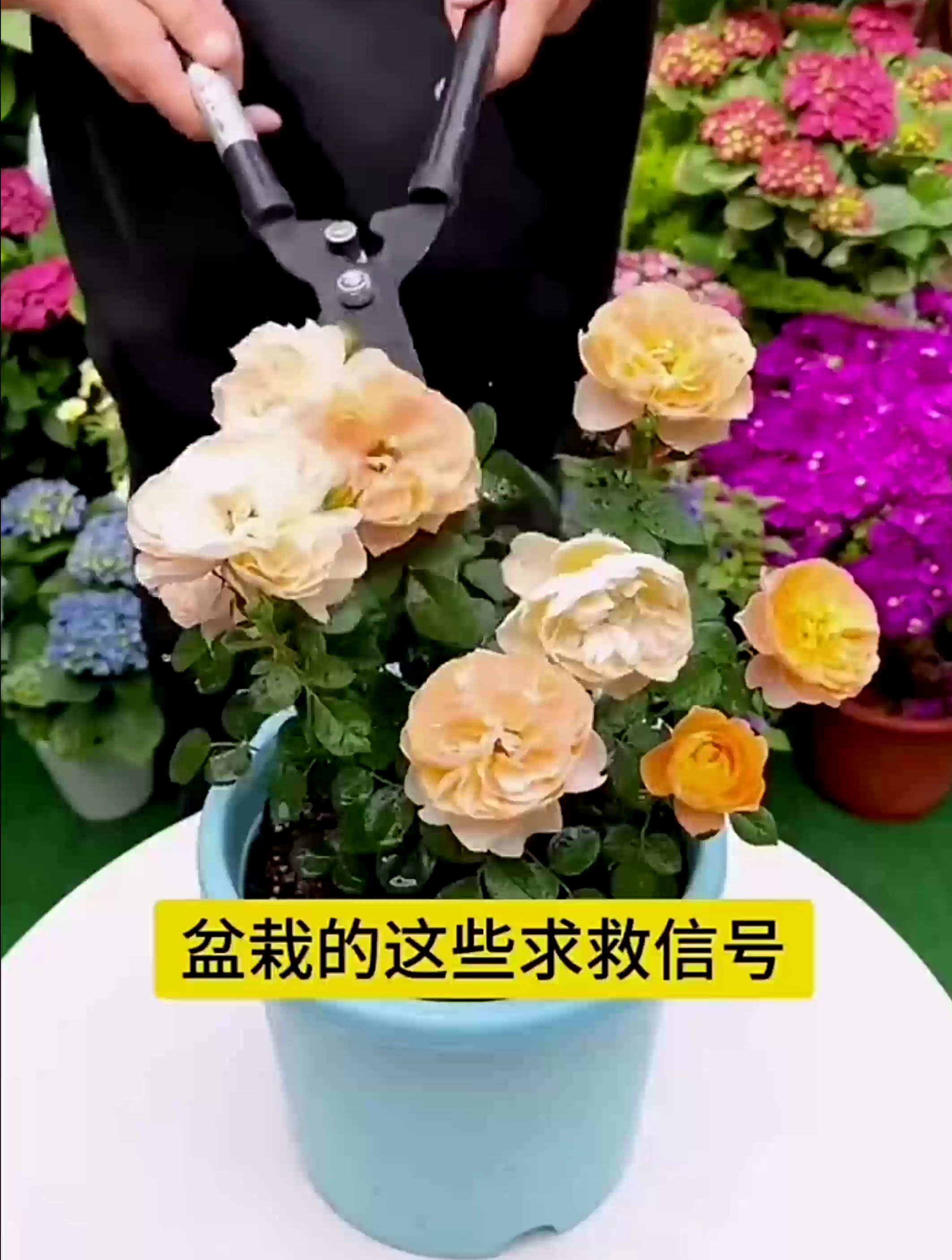 养花先养根,根系发达了花儿才能长得好