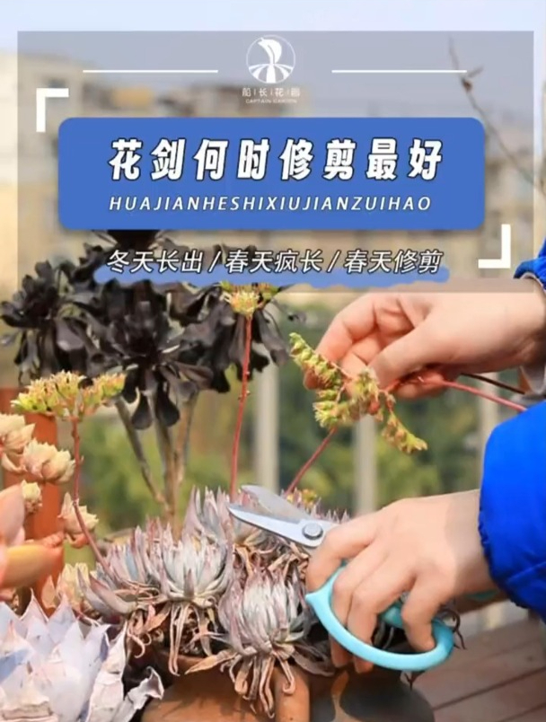 多肉长花剑了怎么办!爱生活爱养花
