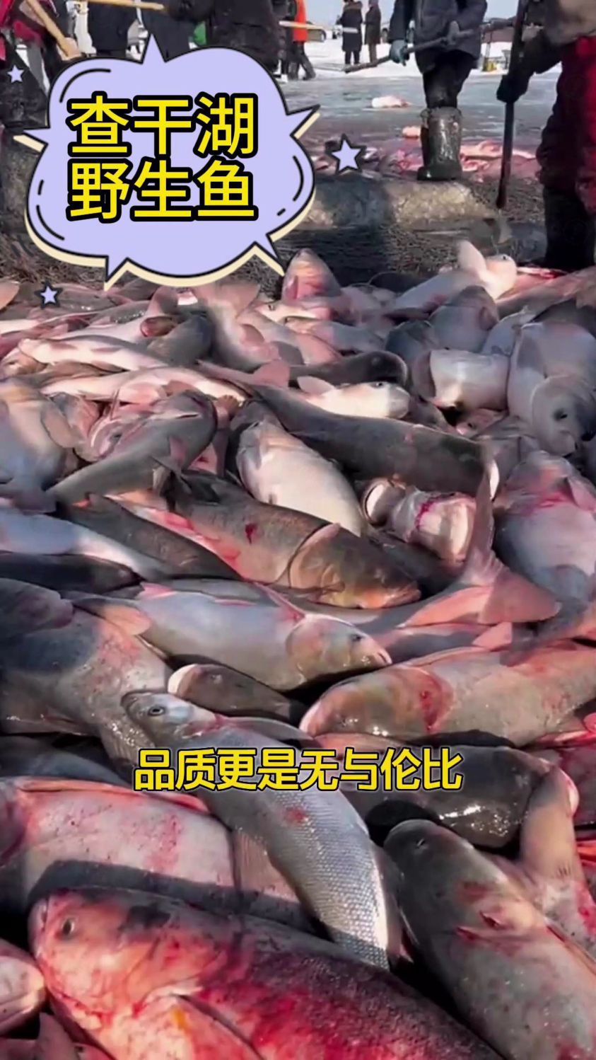 不是所有的鱼都叫胖头鱼,但查干湖有,推荐查干湖冬捕野生胖头鱼!