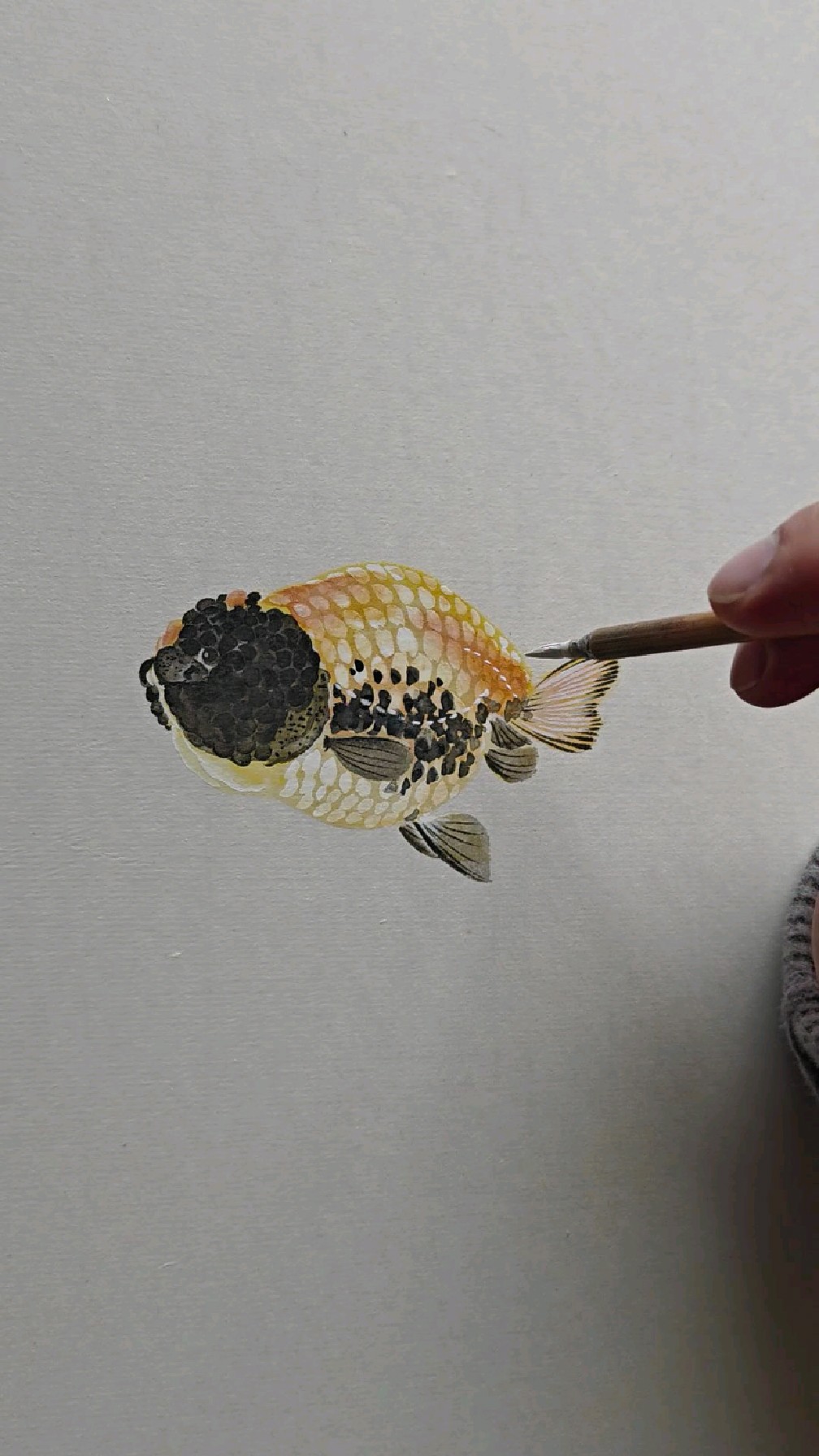 画一条黑黄兰寿金鱼。