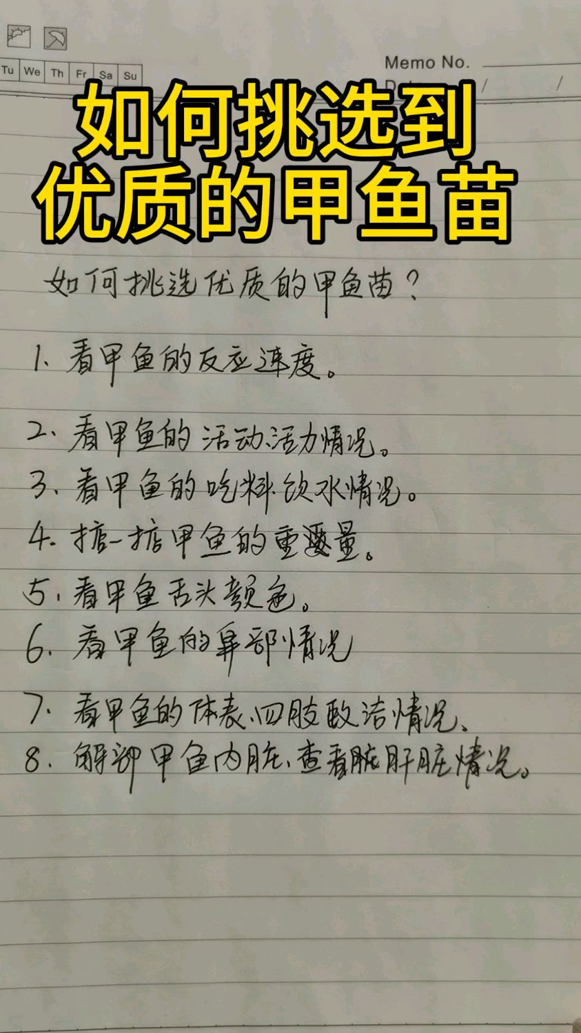 甲鱼养殖,如何挑选到优质的甲鱼苗?