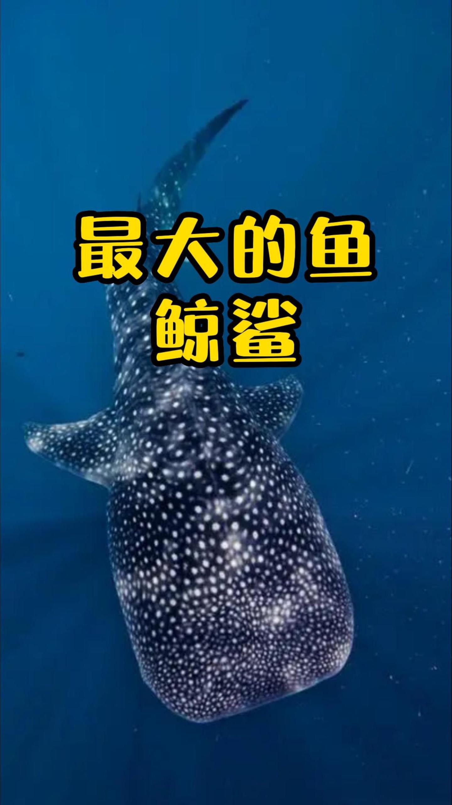 世界上最大的鱼,居然只吃小鱼小虾!