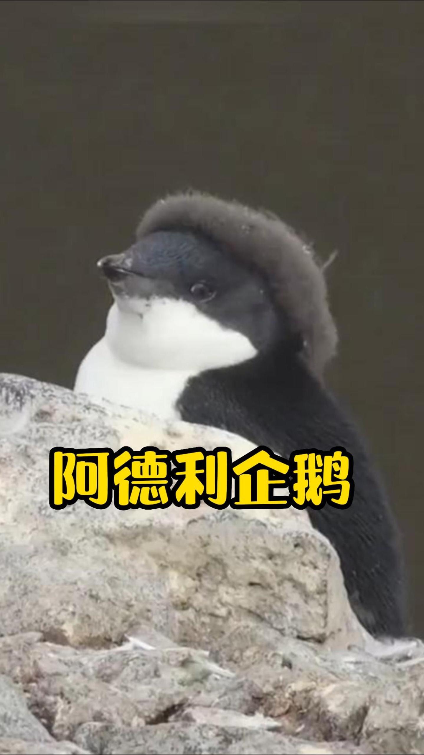 有情有义阿德利,是兄弟就踹它!