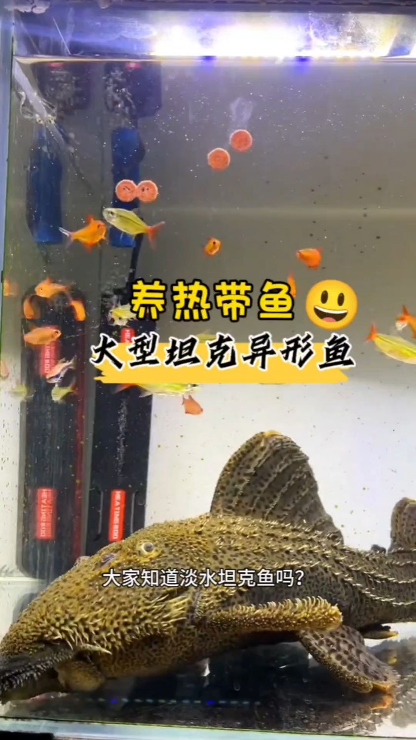 养热带鱼 大型坦克异形鱼