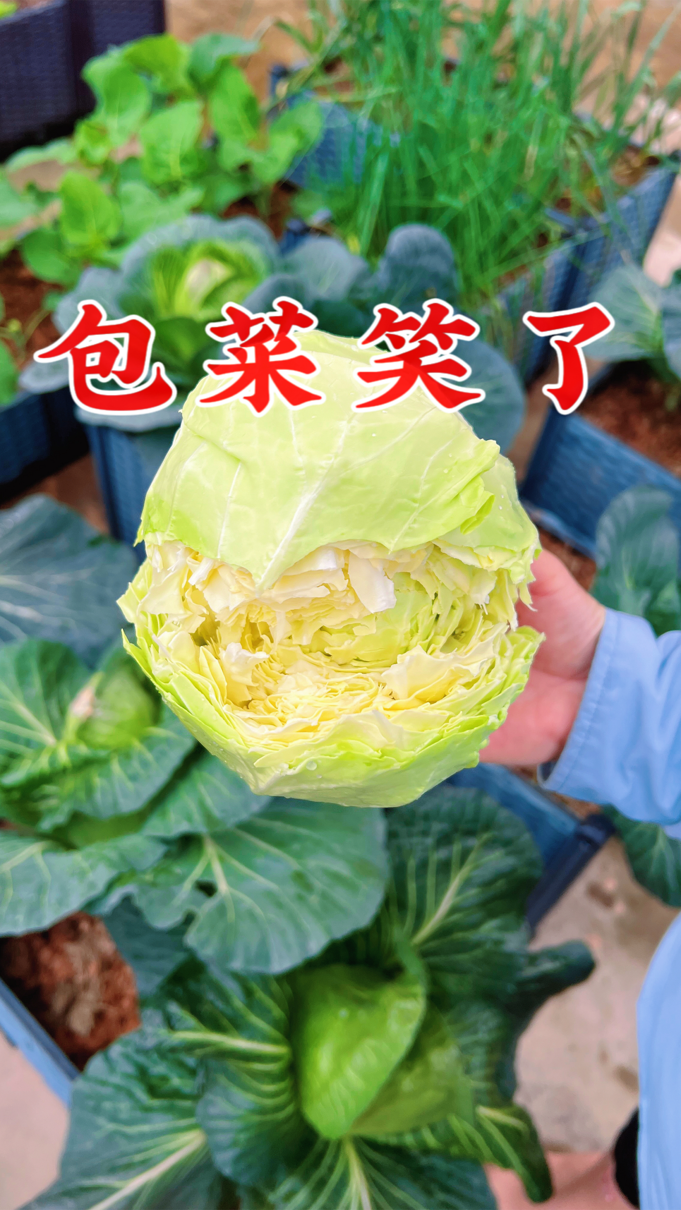 一大早起来,露台上的包菜笑得好开心,大家猜一猜昨天晚上包菜梦见了什么?