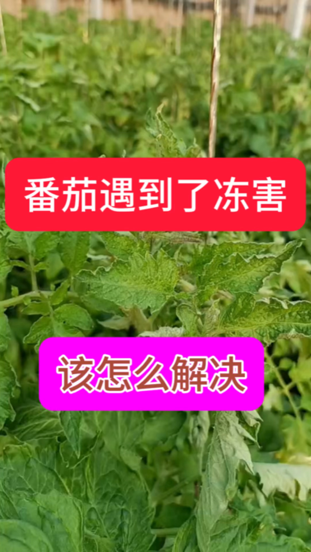 番茄遇到了冻害该怎么解决