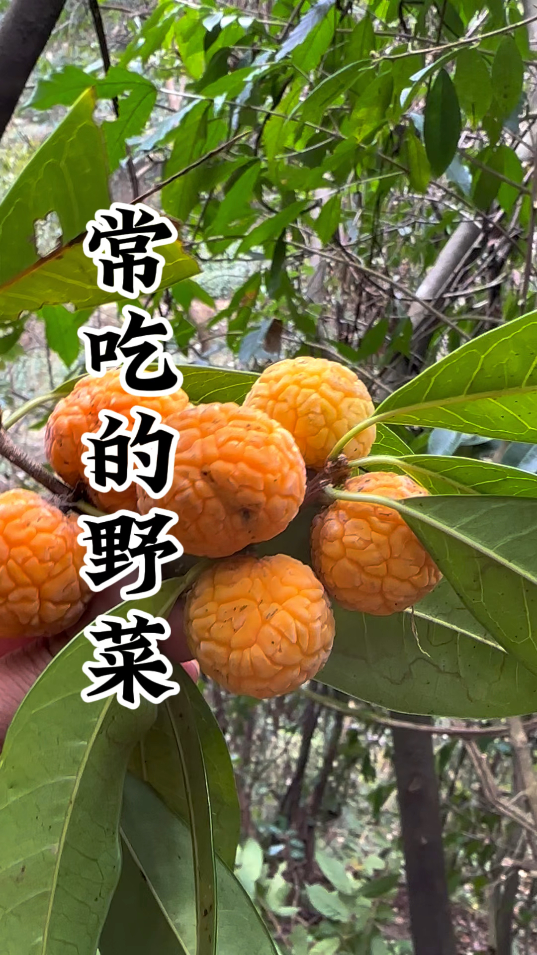 这些野菜看看你都吃过哪种?