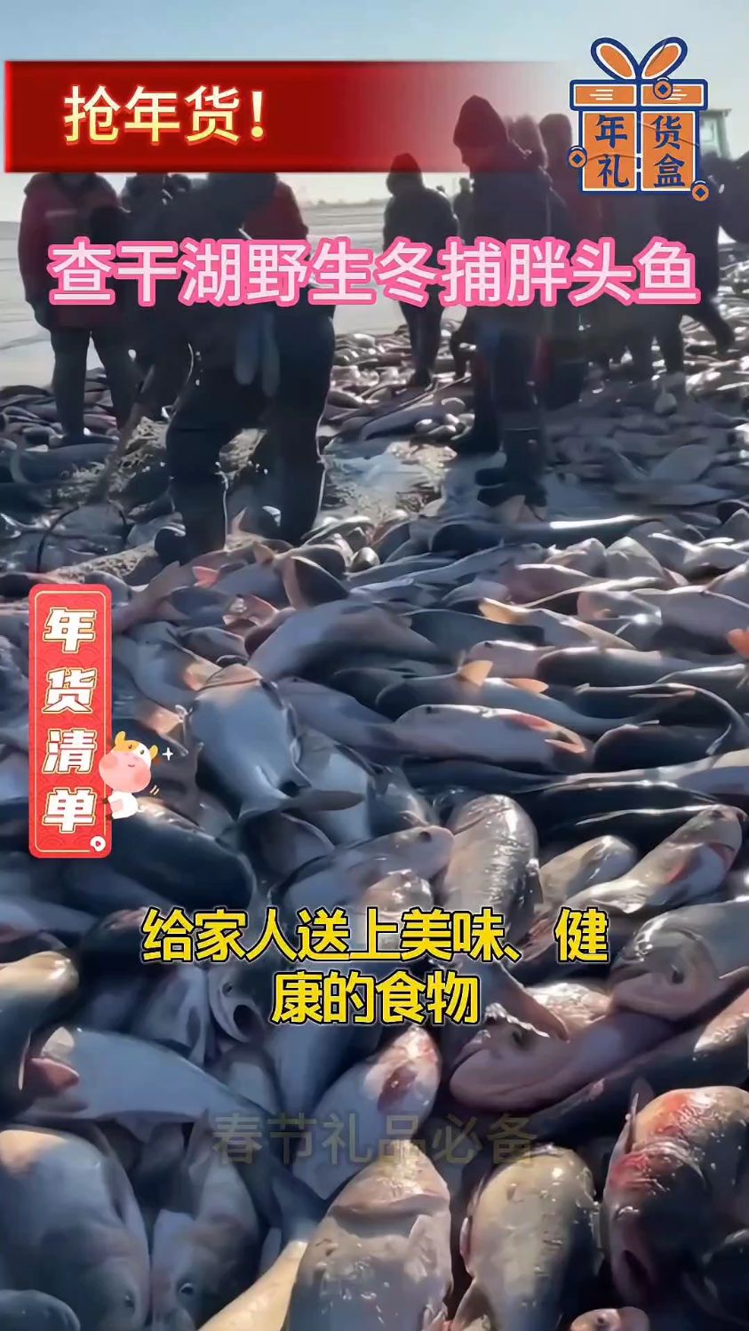 查干湖冬捕胖头鱼,天然野生,口感鲜美,营养丰富!