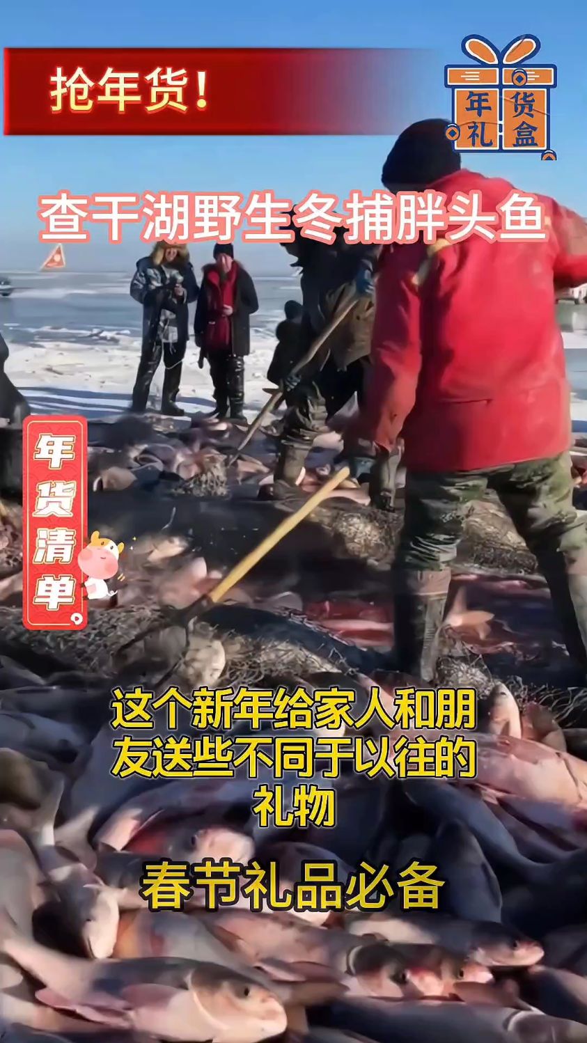 东北特产查干湖冬捕胖头鱼,天然有机,健康美味!