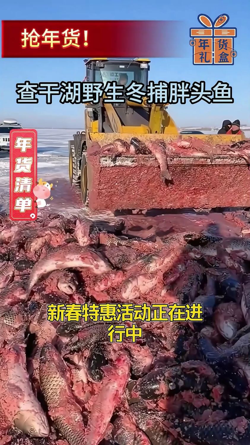 查干湖冬捕野生胖头鱼,纯天然捕捞,肉质鲜美!