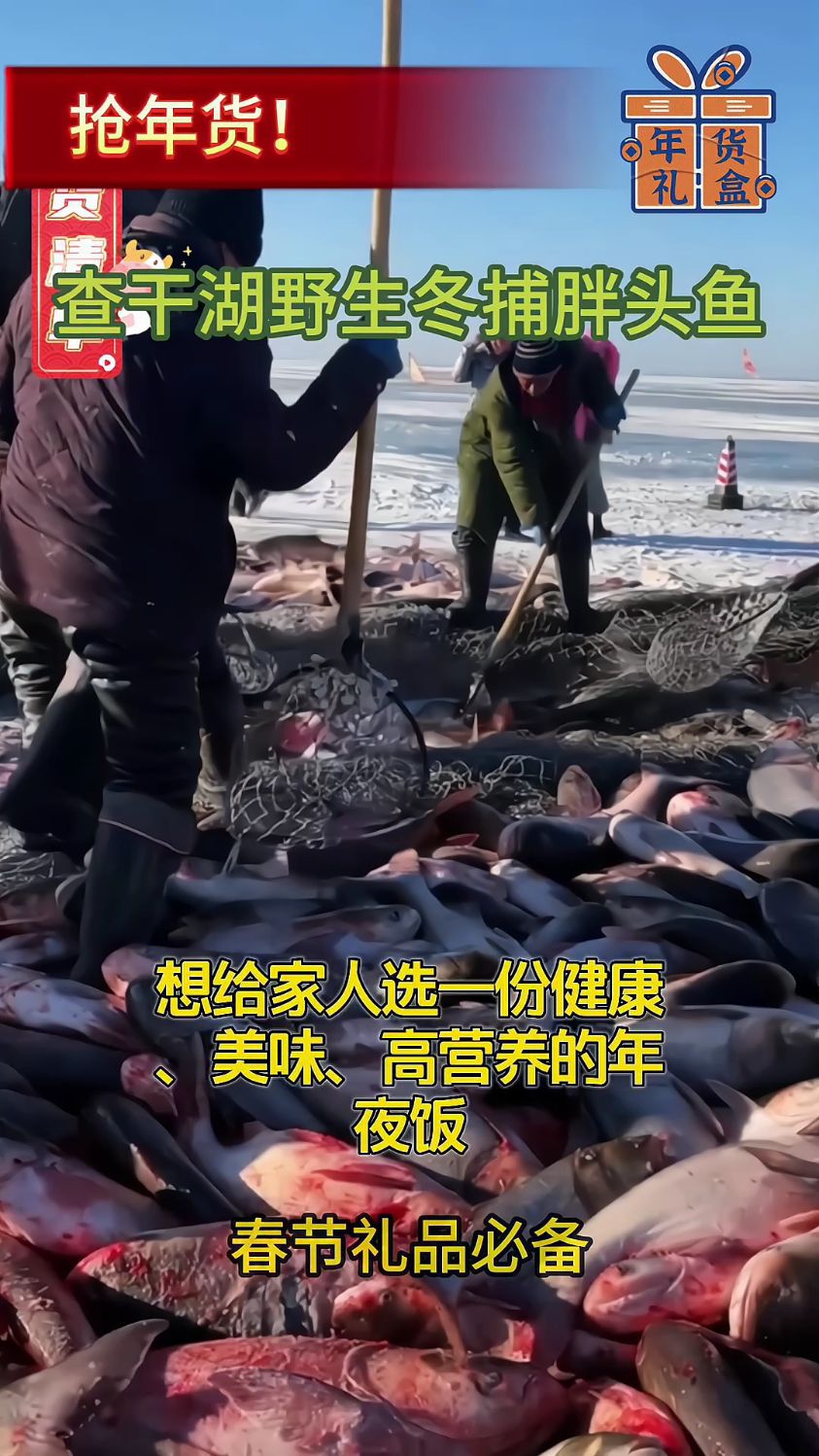 东北查干湖冬捕胖头鱼,天然有机,健康美味!