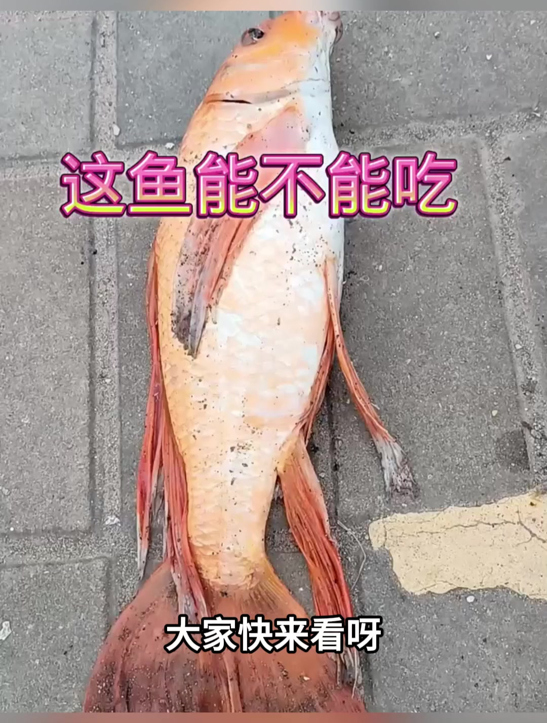 钓到一条红色鲤鱼,这也太漂亮了,尾巴就像蝴蝶似的
