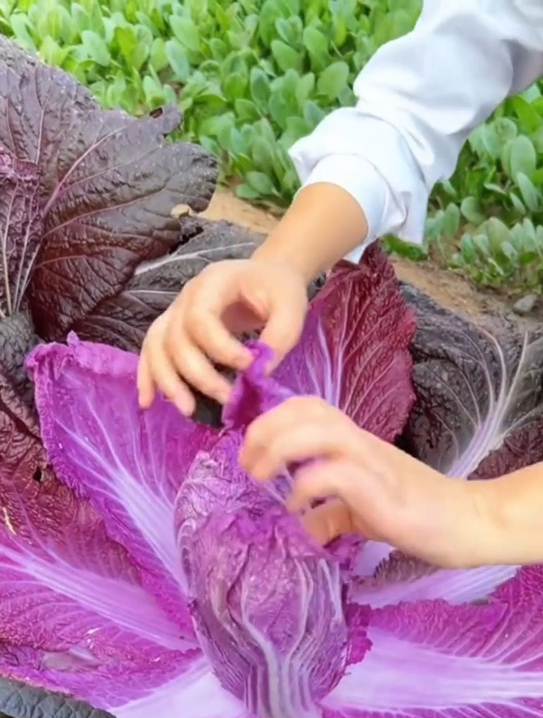 富含满满花青素的紫色白菜,比普通白菜口感好,营养丰富