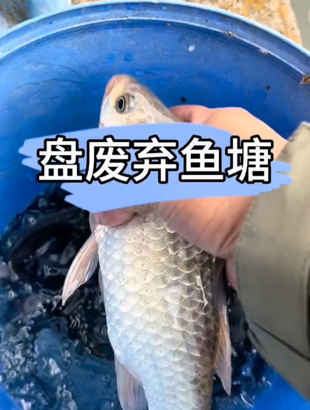 路亚竿钓鲫鱼竟然比大炮钓的远,问题究竟出在哪?