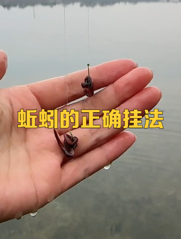 蚯蚓的正确挂钩方法,老钓友详细演示!