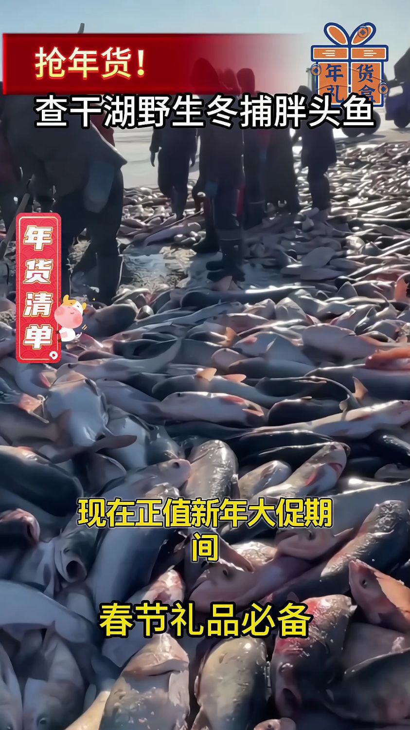 东北查干湖胖头鱼,冬捕新鲜上市,口感鲜美无比!