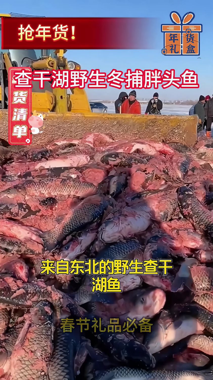 东北特产,查干湖冬捕胖头鱼,天然捕捞,健康美味!