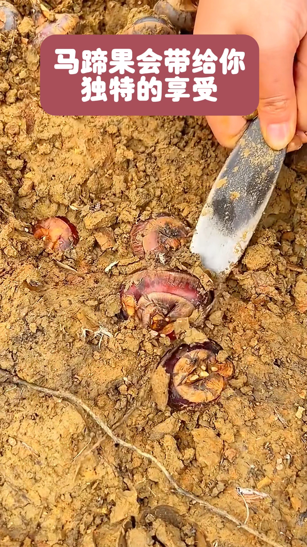 一种长在田里的蔬菜水果,清脆可口