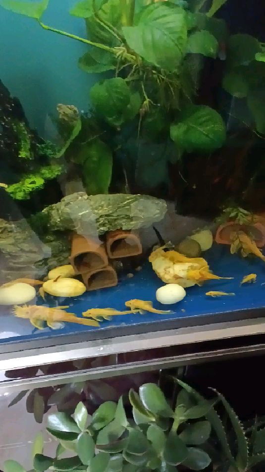 黄金胡子鱼的繁殖能力很强呀