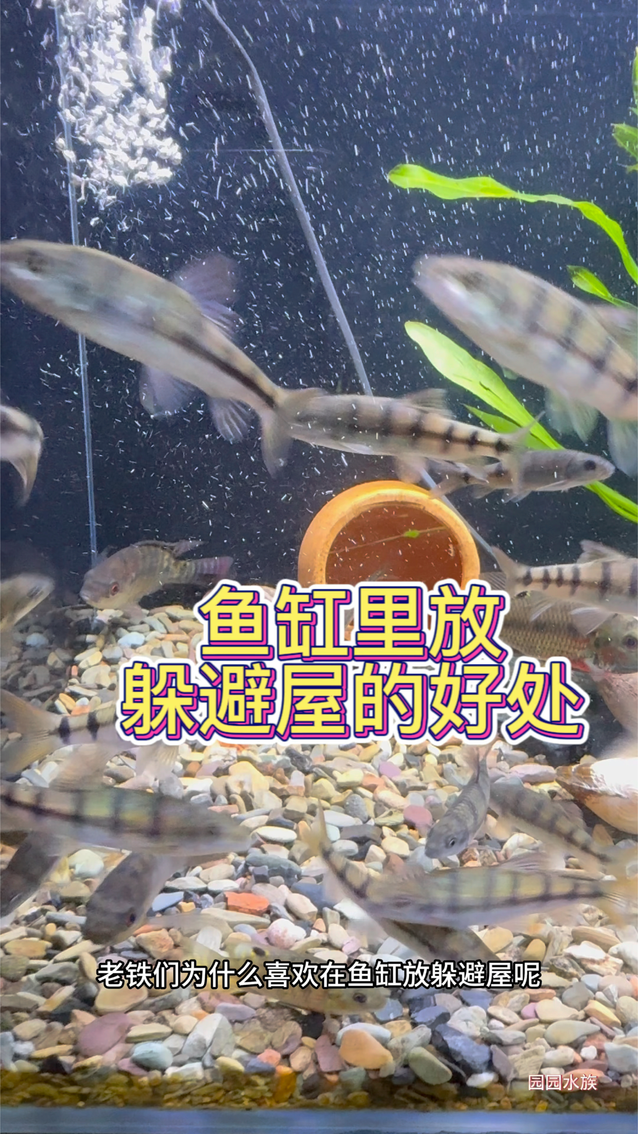 鱼缸里放躲避屋的好处,老铁们你知道吗。#观赏鱼 #水族 #养鱼养心