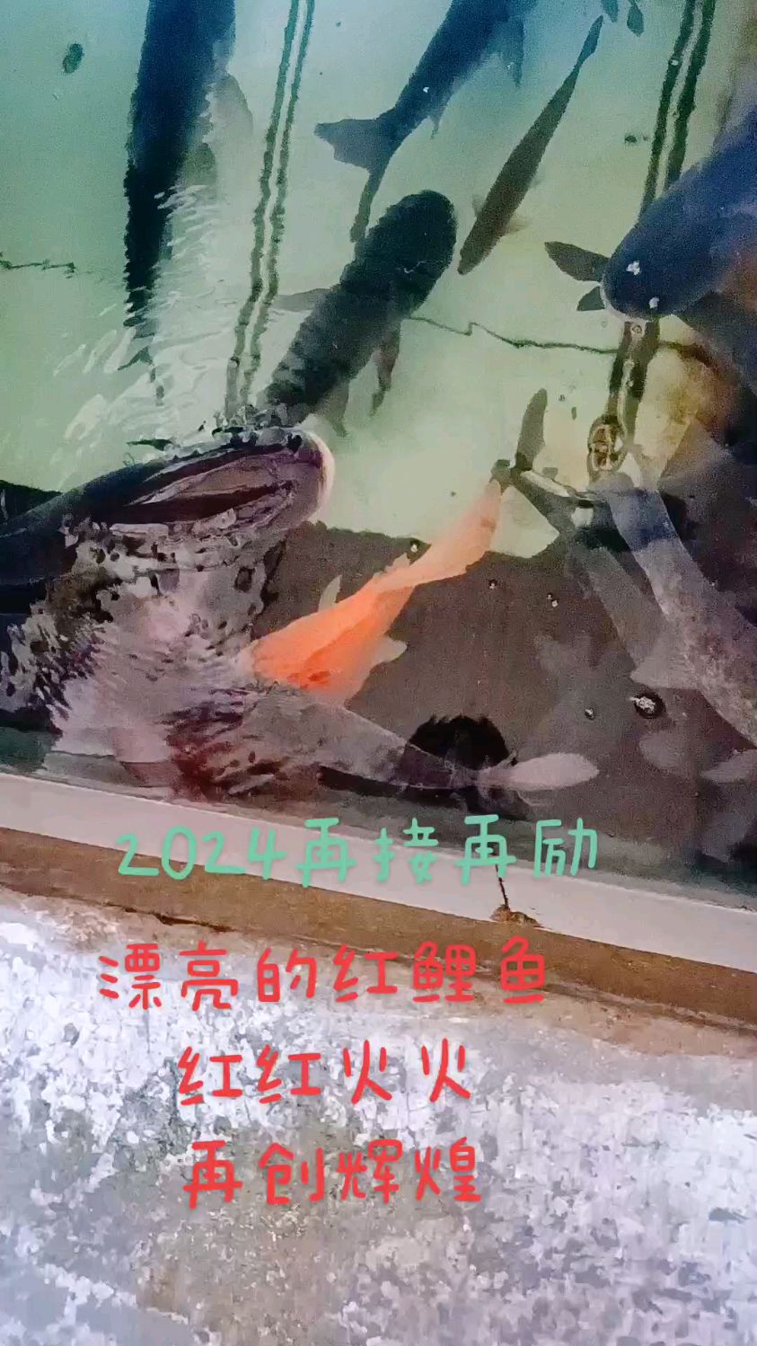 今天回来的鱼中有条红鲤鱼,又大颜色又正