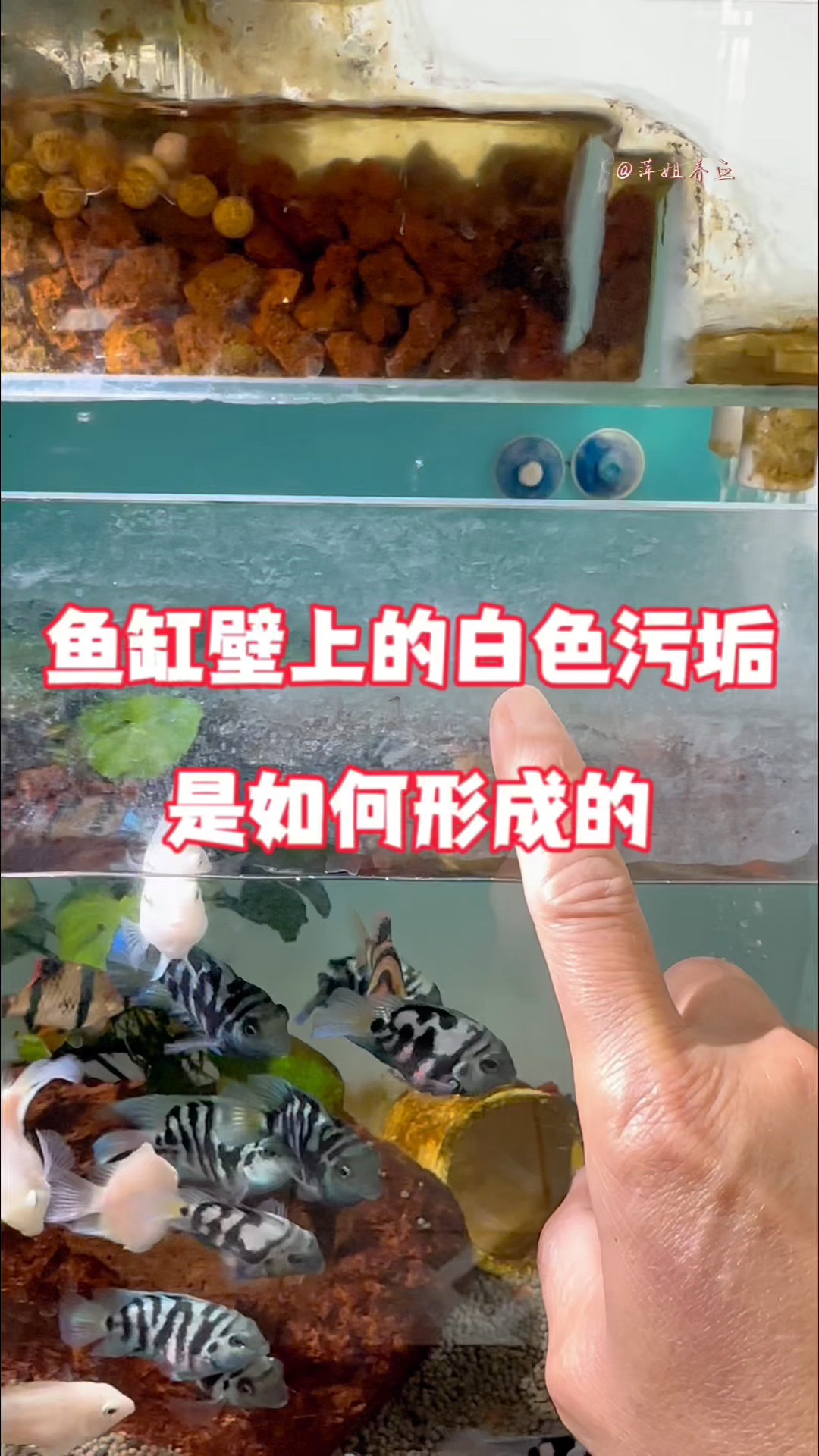 鱼缸壁上的白色污垢是如何形成的#水族 #鱼缸里的大自然 #养鱼日记